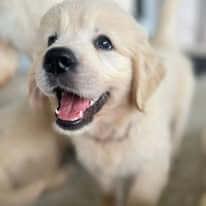 Golden Retriever for sale by ADKINSPIRE