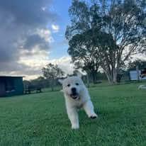 Golden Retriever for sale by ADKINSPIRE