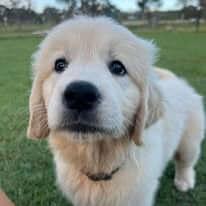 Golden Retriever for sale by ADKINSPIRE