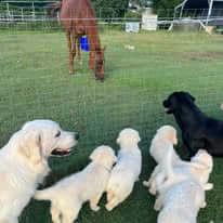 Golden Retriever for sale by ADKINSPIRE