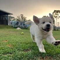 Golden Retriever for sale by ADKINSPIRE