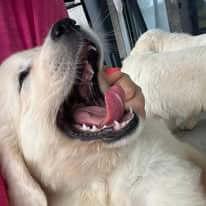 Golden Retriever for sale by ADKINSPIRE