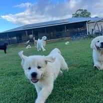 Golden Retriever for sale by ADKINSPIRE