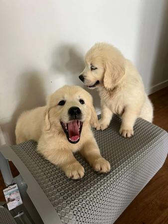 Golden Retriever for sale by ADKINSPIRE