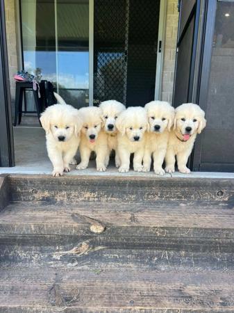 Golden Retriever for sale by ADKINSPIRE