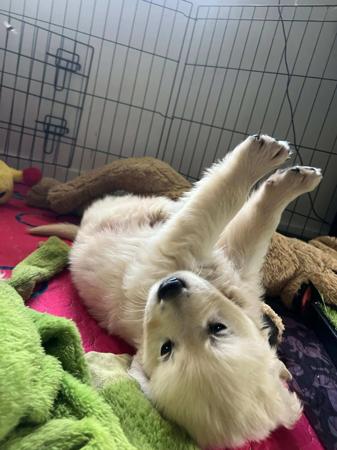 Golden Retriever for sale by ADKINSPIRE