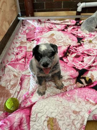 Australian Cattle Dog for sale by BLUREDPAWS