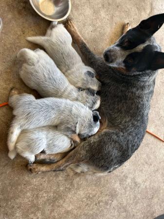 Australian Cattle Dog for sale by BLUREDPAWS