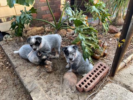 Australian Cattle Dog for sale by BLUREDPAWS