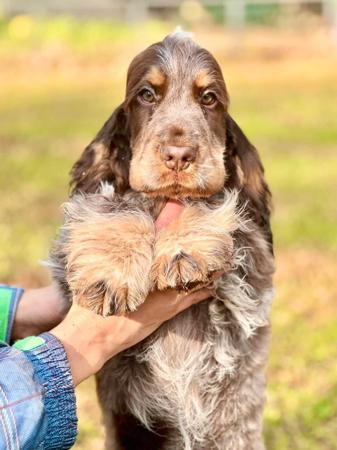 Cocker Spaniel for sale by MIAPRIMAVERA