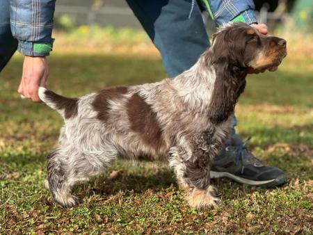 Cocker Spaniel for sale by MIAPRIMAVERA