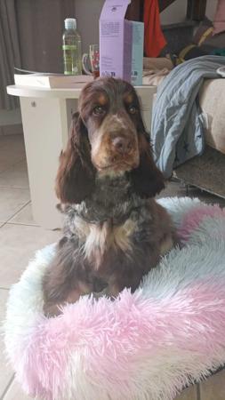 Cocker Spaniel for sale by MIAPRIMAVERA