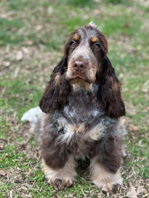 Cocker Spaniel for sale by MIAPRIMAVERA