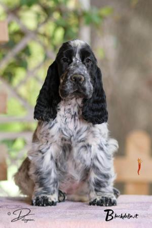 Cocker Spaniel for sale by MIAPRIMAVERA