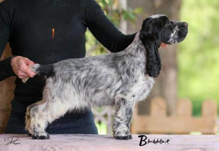 Cocker Spaniel for sale by MIAPRIMAVERA