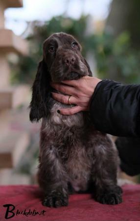 Cocker Spaniel for sale by MIAPRIMAVERA