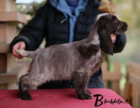 Cocker Spaniel for sale by MIAPRIMAVERA