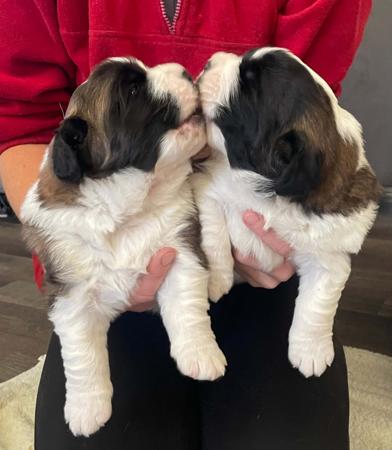 St Bernard for sale by WAIOMA