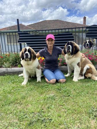 St Bernard for sale by WAIOMA