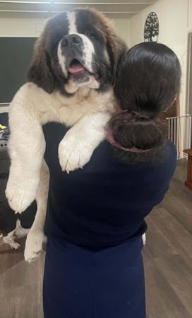 St Bernard for sale by WAIOMA