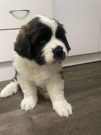 St Bernard for sale by WAIOMA