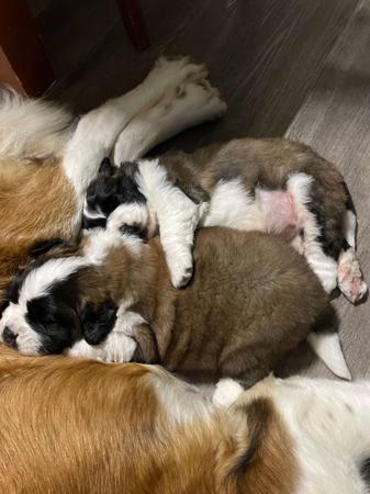 St Bernard for sale by WAIOMA