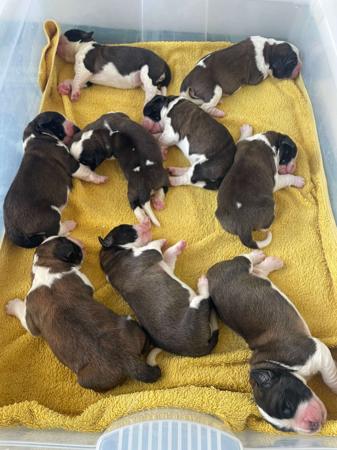 St Bernard puppy for sale by WAIOMA