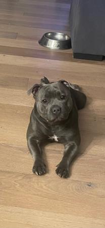 Staffordshire Bull Terrier for sale by CELESTIALBLU