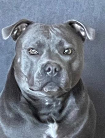 Staffordshire Bull Terrier for sale by CELESTIALBLU