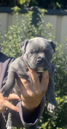Staffordshire Bull Terrier for sale by CELESTIALBLU