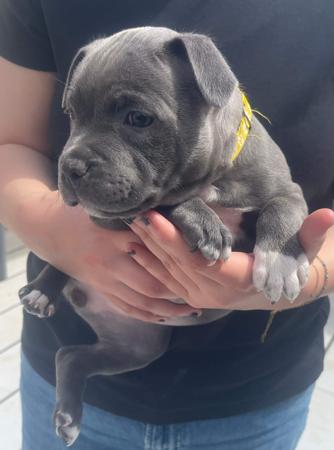 Staffordshire Bull Terrier for sale by CELESTIALBLU