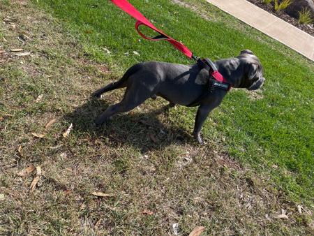 Staffordshire Bull Terrier for sale by CELESTIALBLU