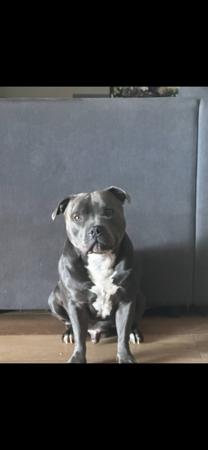 Staffordshire Bull Terrier for sale by CELESTIALBLU