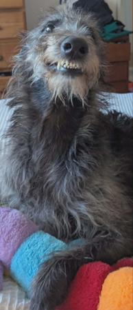 Deerhound for sale by GRAYMATTA