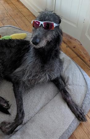 Deerhound for sale by GRAYMATTA