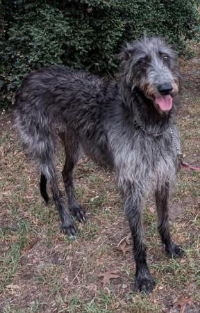 Deerhound for sale by GRAYMATTA