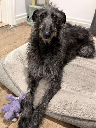 Deerhound for sale by GRAYMATTA