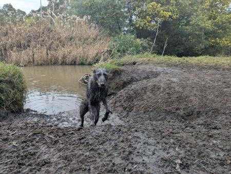 Deerhound for sale by GRAYMATTA