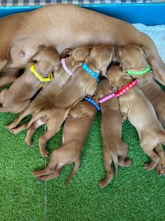 Hungarian Vizsla for sale by KARDHUND