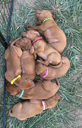 Hungarian Vizsla for sale by KARDHUND