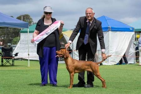 Hungarian Vizsla for sale by KARDHUND
