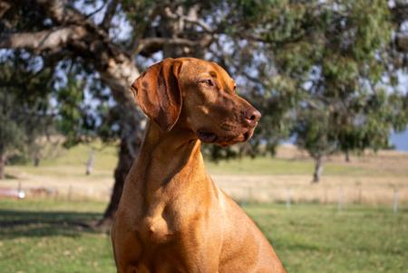 Hungarian Vizsla for sale by KARDHUND