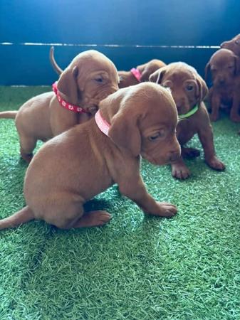 Hungarian Vizsla for sale by KARDHUND