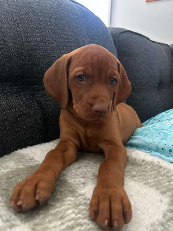 Hungarian Vizsla Puppies for Sale