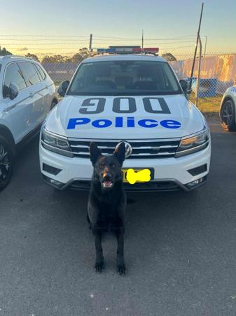 German Shepherd Dog for sale by VONSUMMERKENNELS