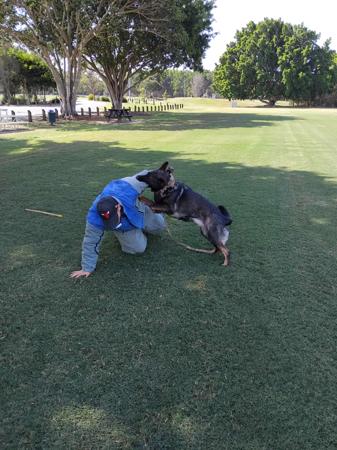 German Shepherd Dog for sale by VONSUMMER