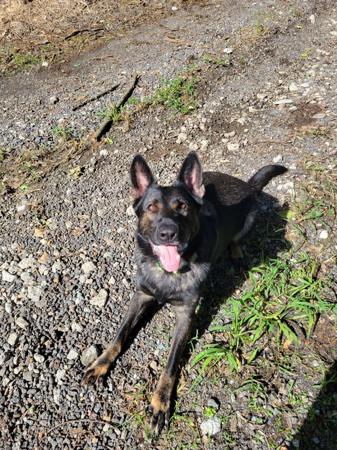 German Shepherd Dog for sale by VONSUMMER