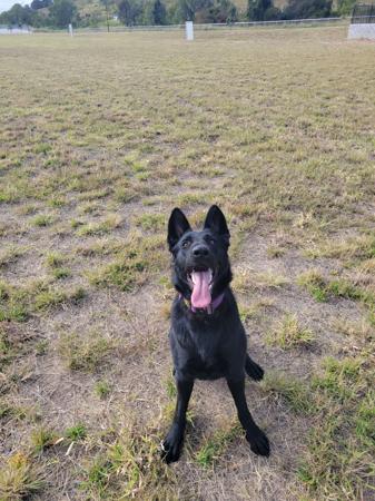 German Shepherd Dog for sale by VONSUMMER