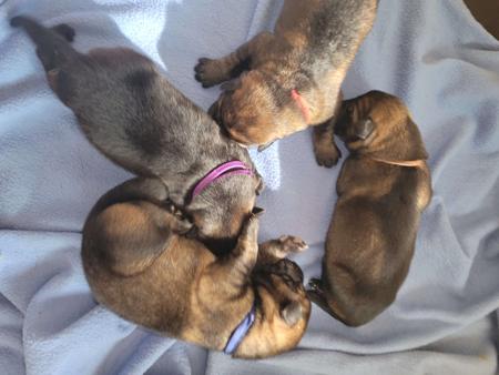 German Shepherd Dog for sale by VONSUMMER