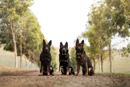 German Shepherd Dog for sale by MADEOBUILT